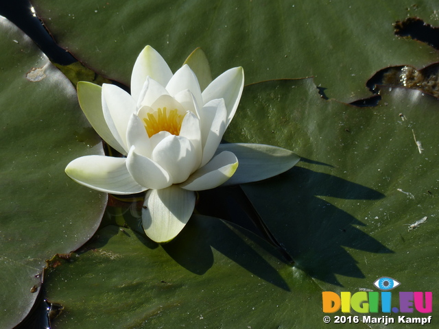 FZ029331 White water-lily (Nymphaea alba) at Bosherston lily ponds